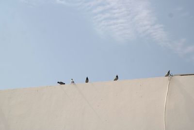 Low angle view of birds perching on wall