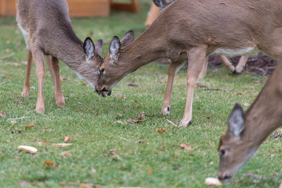 Deer on field