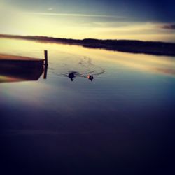Swans swimming in lake against sky at sunset