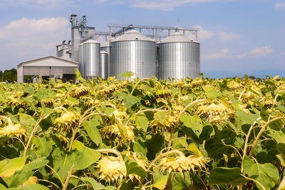 Plants growing on field against sky