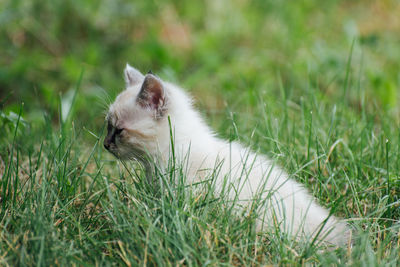 cat