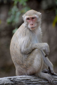 Close-up of monkey sitting looking away outdoors