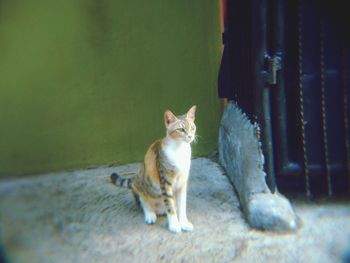 Portrait of cat sitting outdoors