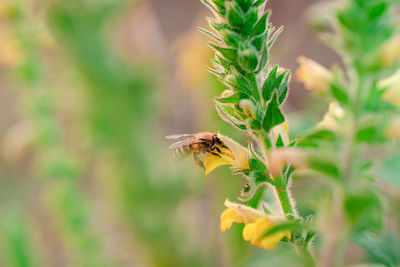 Close-up of bee pollinating flower