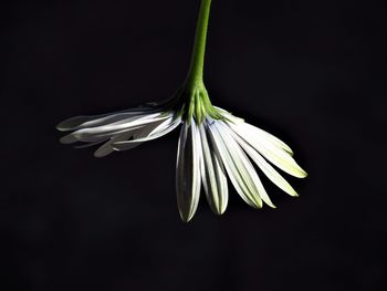 Close-up of white flower against black background