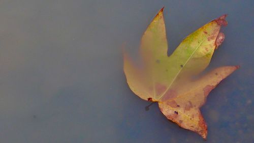 Close-up of leaf