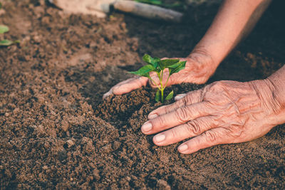 High angle view of person hand holding plant
