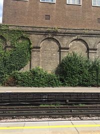 Plants growing in front of building