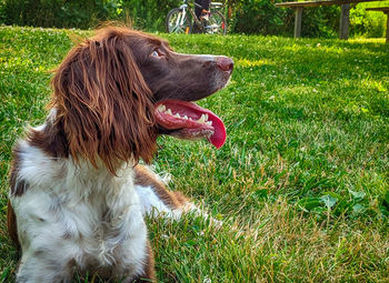 Close-up of a dog looking away on field