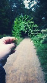 Close-up of hand holding plant