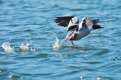 View of birds flying over lake