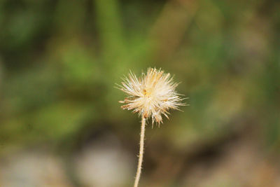 Close-up of dandelion against blurred background