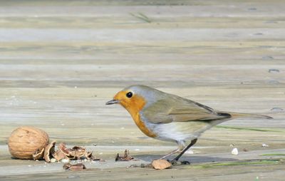 Close-up of bird perching on shore