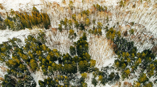 Aerial view of winter forest