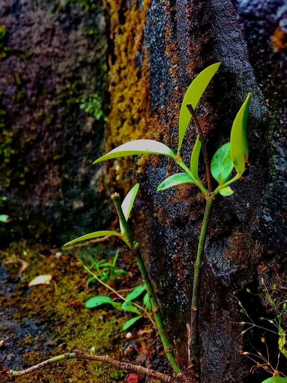 plant, growth, plant part, leaf, close-up, nature, green color, beauty in nature, no people, land, field, day, vulnerability, fragility, outdoors, focus on foreground, selective focus, freshness, seedling, beginnings