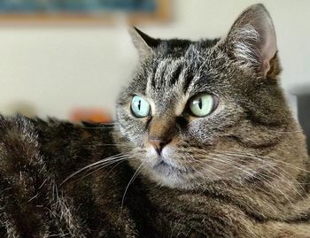 Close-up portrait of a cat