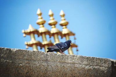 Pigeon is playing around the temple