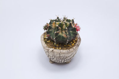 High angle view of small cactus plant in pot