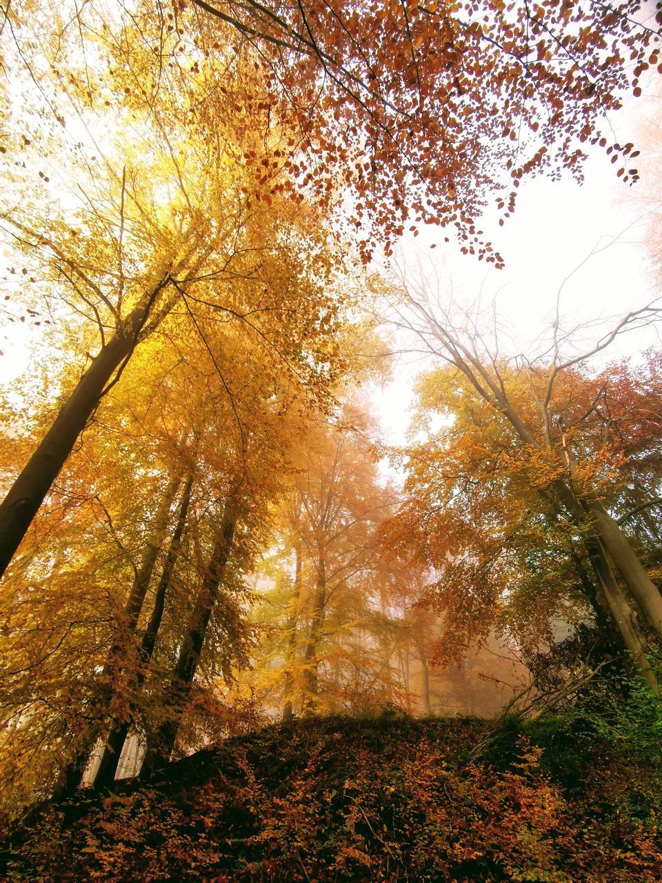 LOW ANGLE VIEW OF TREES IN FOREST AGAINST SKY