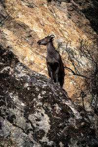 View of lizard on rock