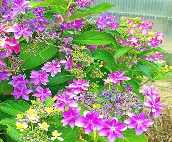 High angle view of pink flowering plants