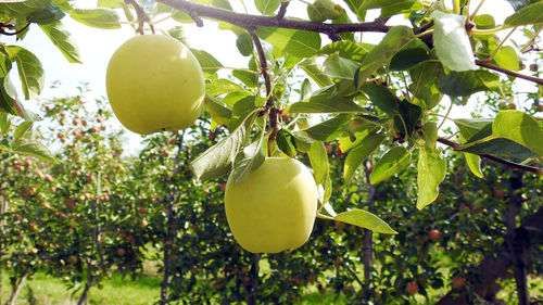 Low angle view of apple growing on tree