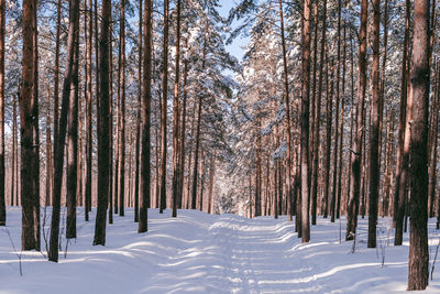 Trees on snow covered land during winter