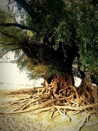 Tree growing by sea