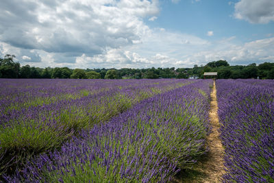 Purple flowering plants on field against sky