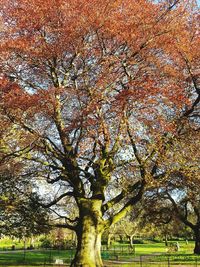 View of trees on grass
