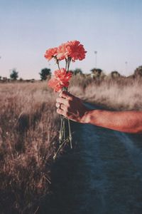 Hand holding red flowering plant on field against sky