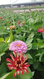 Close-up of pink flowering plant