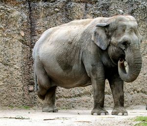 Side view of elephant in zoo