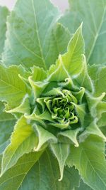 Close-up of green leaves