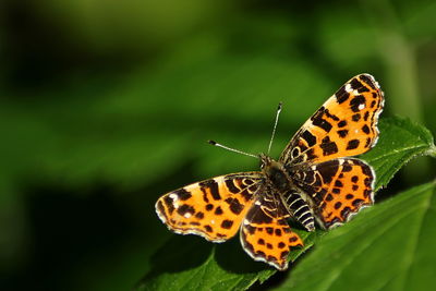 Butterfly on leaf