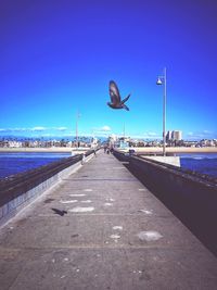 Seagull flying over sea against blue sky