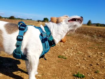 Full length of a dog