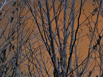 Bare trees against sky