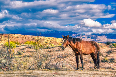 Horse standing on field against sky