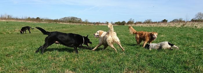 Dogs playing on field against sky