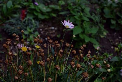 High angle view of pink flower in forest