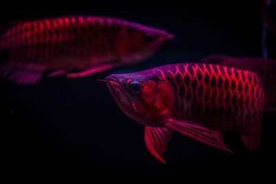 Close-up of fish swimming in sea