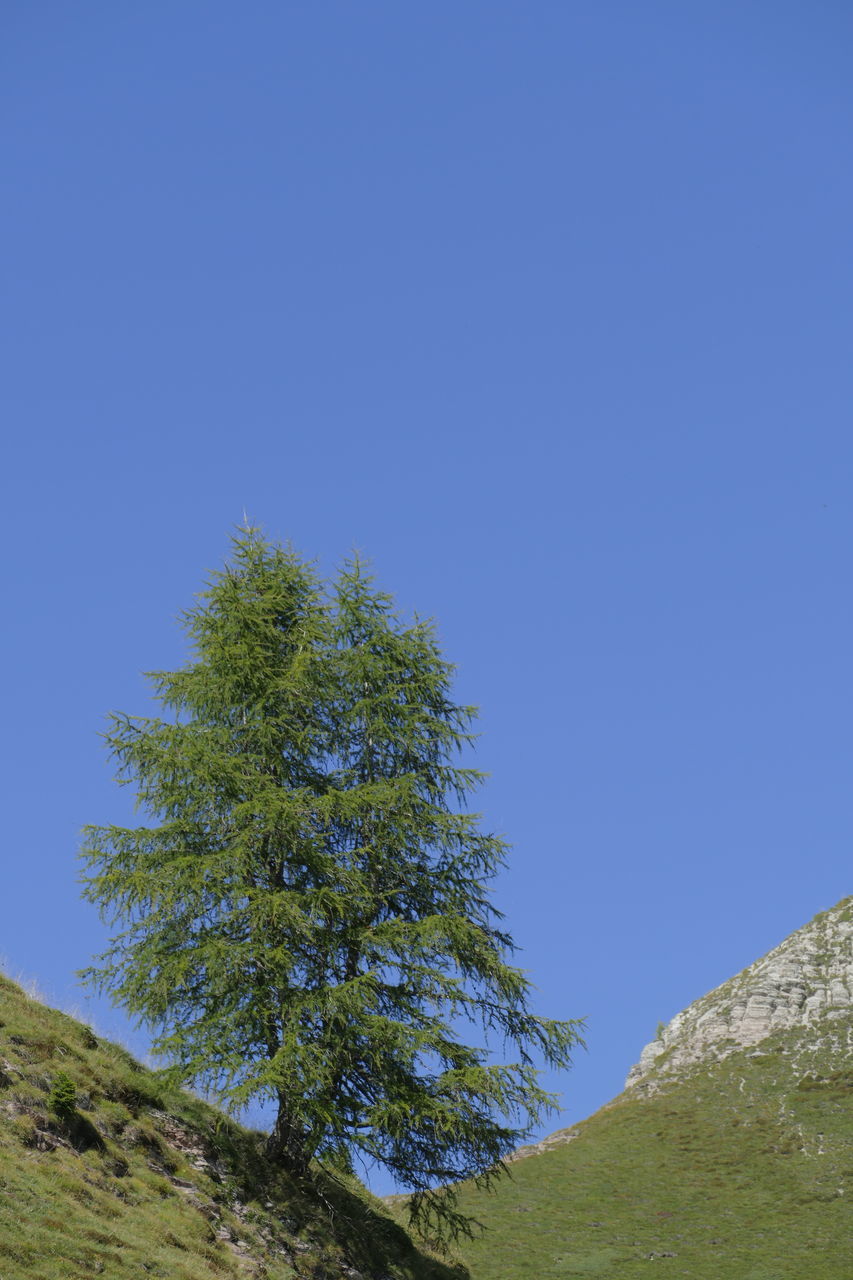 LOW ANGLE VIEW OF TREE AGAINST CLEAR SKY