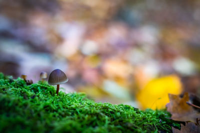 Close-up of mushrooms growing on land