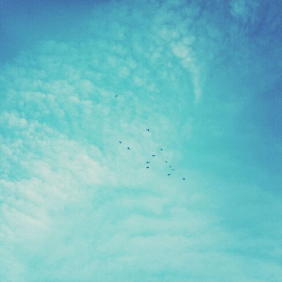 flying, low angle view, animal themes, sky, animals in the wild, bird, wildlife, blue, mid-air, cloud - sky, nature, beauty in nature, flock of birds, tranquility, outdoors, day, cloud, no people, medium group of animals