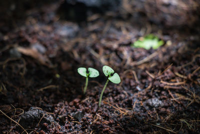 High angle view of small plant growing on field