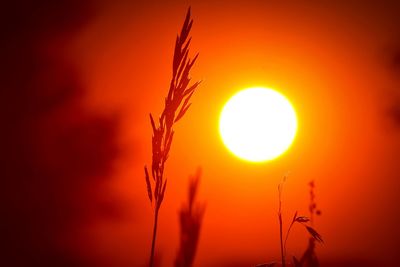 Low angle view of silhouette plant against orange sky
