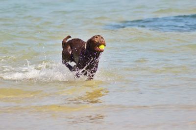 Brown dog running in the sea with a ball.