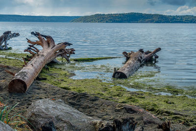 A landscape photo with driftwood and the puget sound.