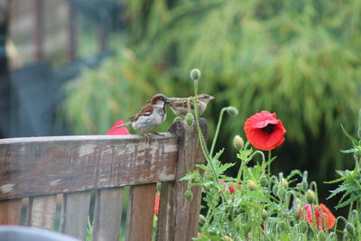 Close-up of bird perching on plant